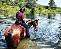 ranch-quarter-horse