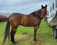 ranch-versatility-quarter-horse