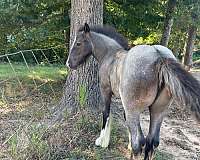 stockings-gypsy-vanner-horse