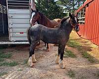 white-stockings-gypsy-vanner-horse