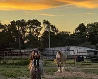 will-hold-gypsy-vanner-horse