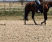 whole-family-can-ride-mare