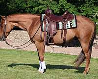 reining-quarter-horse