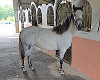 andalusian-horse-for-sale