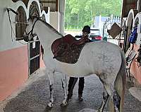 andalusian-horse