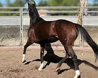 dressage-thoroughbred-horse