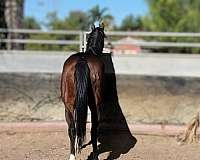 dressage-prospect-thoroughbred-horse