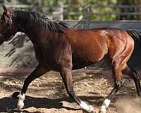 event-thoroughbred-horse