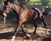 eventer-thoroughbred-horse