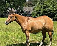 dun-dorsal-stripe-some-zebra-stripes-on-legs-horse