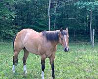 dorsal-stripe-some-zebra-stripes-on-legs