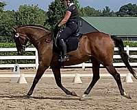 dressage-thoroughbred-horse