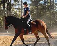 equitation-thoroughbred-horse