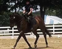 lesson-thoroughbred-horse