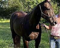 trail-riding-quarter-horse