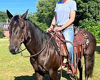 black-quarter-horse-mare