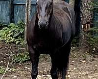 black-trail-riding-horse