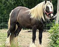 dun-it-gypsy-vanner-horse