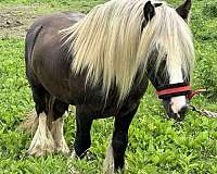 kentucky-gypsy-vanner-horse