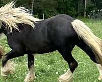 to-breed-gypsy-vanner-horse