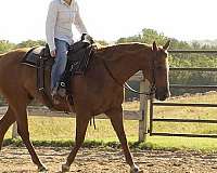 ranch-quarter-horse