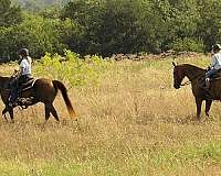 ranch-work-quarter-horse