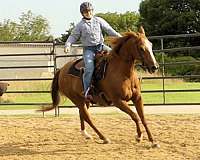 team-penning-quarter-horse