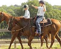 ranch-quarter-horse