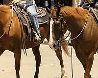 ranch-versatility-quarter-horse