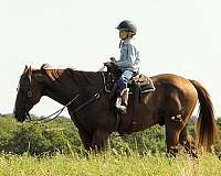 ranch-work-quarter-horse