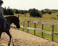 sorrel-quarter-horse-gelding