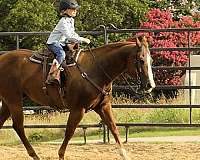 trail-riding-quarter-horse