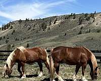 belgian-warmblood-gelding