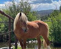 belgian-warmblood-horse-for-sale