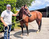 beginner-safe-kid-pony-quarter-horse