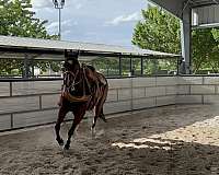 calf-roping-quarter-horse