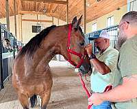 broodmare-quarter-horse