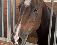 broodmare-prospect-quarter-horse