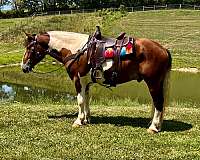 twilight-farms-draft-horse