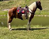 elvis-draft-horse