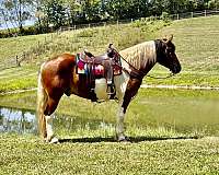 and-easy-to-handle-draft-horse