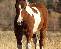 dog-draft-horse