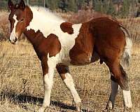 dual-registered-draft-horse