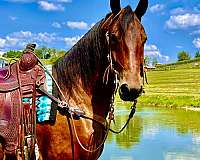 ranch-wo-friesian-horse