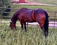 driving-horse-friesian