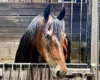 trail-horse-friesian