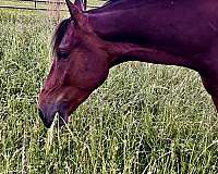 all-around-friesian-horse