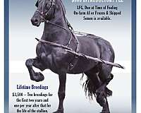 athletic-friesian-horse