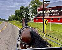 fresno-friesian-horse