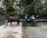 ride-or-drive-friesian-horse